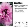 Pandy's Garden Center Dianthus ‘Early Pink Fizzy' Cheddar Pinks Perennials