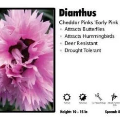 Pandy's Garden Center Dianthus ‘Early Pink Fizzy' Cheddar Pinks Perennials