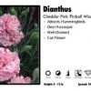 Pandy's Garden Center Perennials Dianthus 'Pinball Wizard' Cheddar Pinks