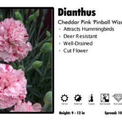 Pandy's Garden Center Perennials Dianthus 'Pinball Wizard' Cheddar Pinks
