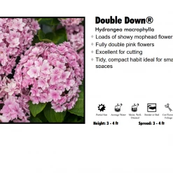 Prides Corner Hydrangea - Double Down Nursery