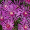 Monrovia Perennials Delosperma - Early Bird Purple