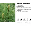 Pandy's Garden Center Pine - Eastern White Nursery