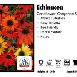 Pandy's Garden Center Echinacea ‘Cheyenne Spirit’ Coneflower Perennials