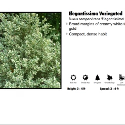 Klyn Nurseries Nursery Boxwood - Jacqueline Hillier