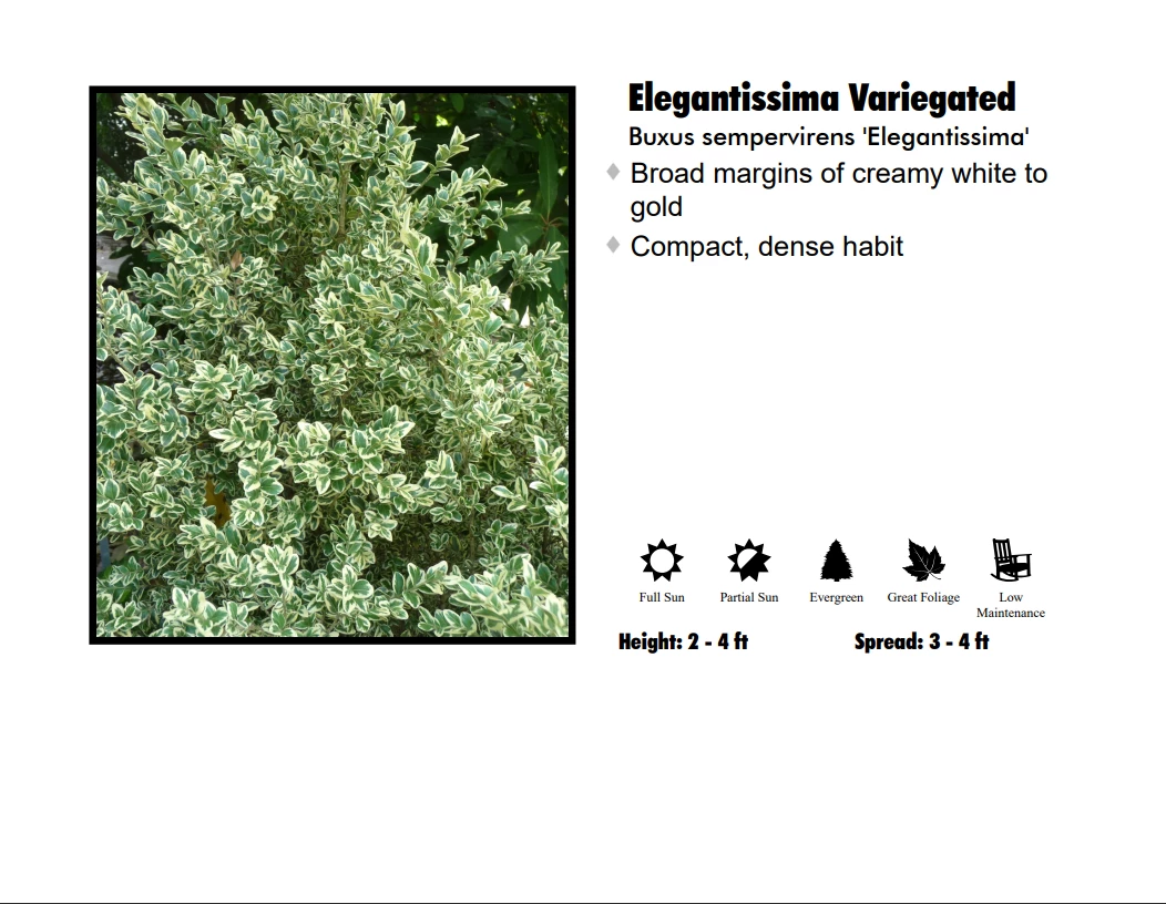 Klyn Nurseries Nursery Boxwood - Jacqueline Hillier 3 Klyn Nurseries Nursery Boxwood - Jacqueline Hillier