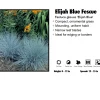 Johnson Farms Fescue - Elijah Blue