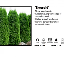 Pandy's Garden Center Arborvitae - Emerald Green Nursery