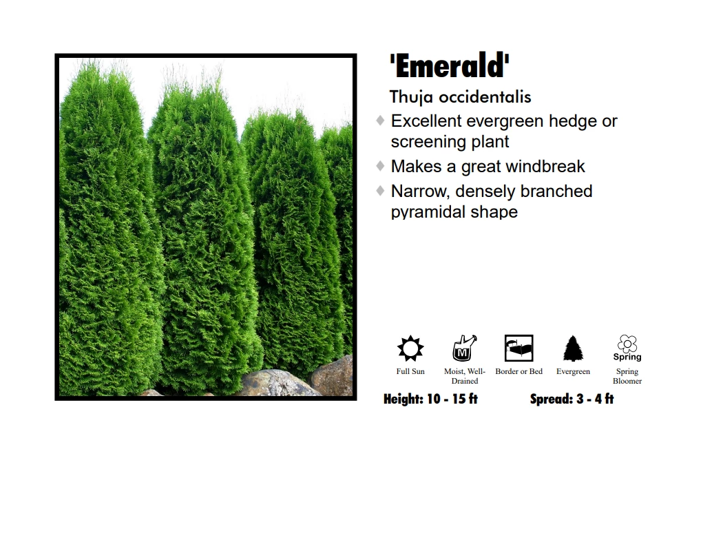 Pandy's Garden Center Arborvitae - Emerald Green Nursery 3 Pandy's Garden Center Arborvitae - Emerald Green Nursery