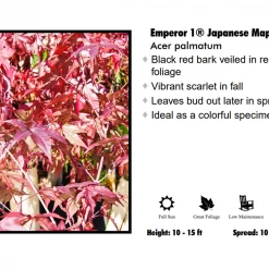 Pandy's Garden Center Japanese Maple - Emperor One