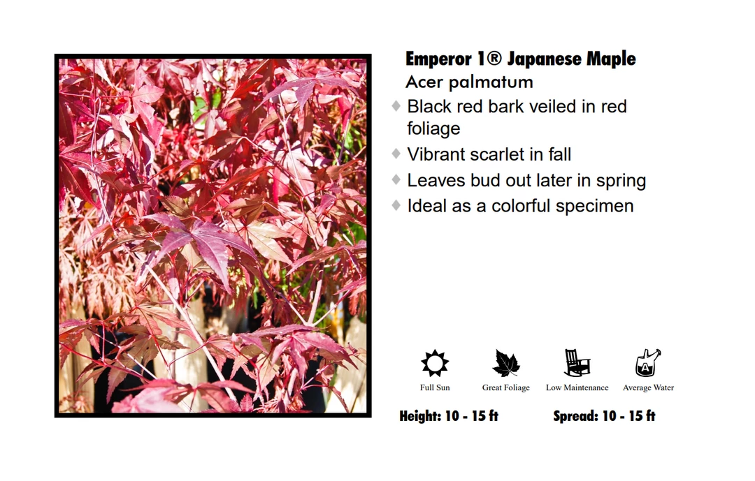 Pandy's Garden Center Japanese Maple - Emperor One 3 Pandy's Garden Center Japanese Maple - Emperor One