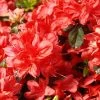 Pandy's Garden Center Nursery Azalea - Stewarstonian Red