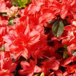 Pandy's Garden Center Nursery Azalea - Stewarstonian Red
