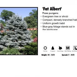 Pandy's Garden Center Spruce - Fat Albert Hybrid Blue Nursery