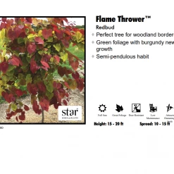 KG Farms Redbud - Flame Thrower