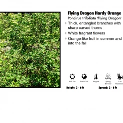 Klyn Nurseries Hardy Orange - Flying Dragon Nursery