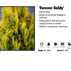 Pandy's Garden Center Arborvitae - Forever Goldy