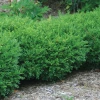 Hobby Nursery Boxwood - Franklin's Gem
