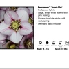 Pandy's Garden Center Helleborus 'French Kiss’ Perennials 2 Pandy's Garden Center Helleborus 'French Kiss’ Perennials