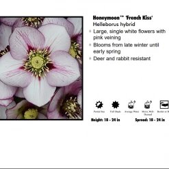 Pandy's Garden Center Helleborus 'French Kiss’ Perennials