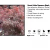 Klupenger Nurseries Nursery Japanese Maple - Garnet Red