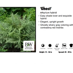 Pandy's Garden Center Fern - Athyrium Ghost Perennials