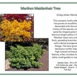 Pandy's Garden Center Mariken Maidenhair Tree Nursery