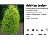 Pandy's Garden Center Juniper - Gold Cone