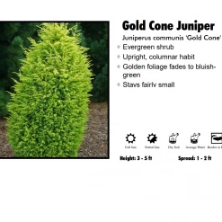 Pandy's Garden Center Juniper - Gold Cone