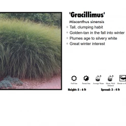 Pandy's Garden Center Maiden Grass - Gracillimus