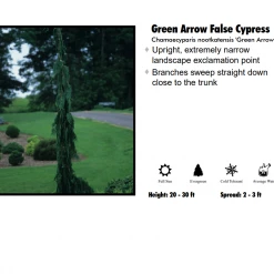 KG Farms False Cypress - Green Arrow Nursery