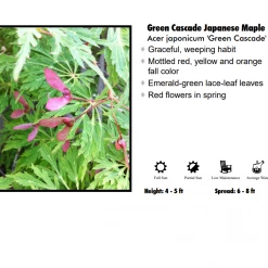 Klupenger Nurseries Full Moon Maple - Green Cascade