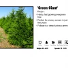 Pandy's Garden Center Arborvitae - Green Giant Nursery 1 Pandy's Garden Center Arborvitae - Green Giant Nursery