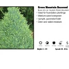Pandy's Garden Center Boxwood - Green Mountain Pyramidal Nursery