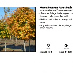 Pandy's Garden Center Nursery Maple - Green Mountain Sugar