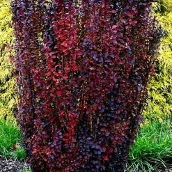 Pandy's Garden Center Nursery Barberry Helmond Pillar 30"