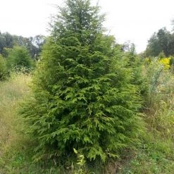 Pandy's Garden Center Canadian Hemlock Nursery