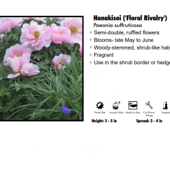 Davis Tree Farm Peony - Hanakisoi "Floral Rivalry" Perennials