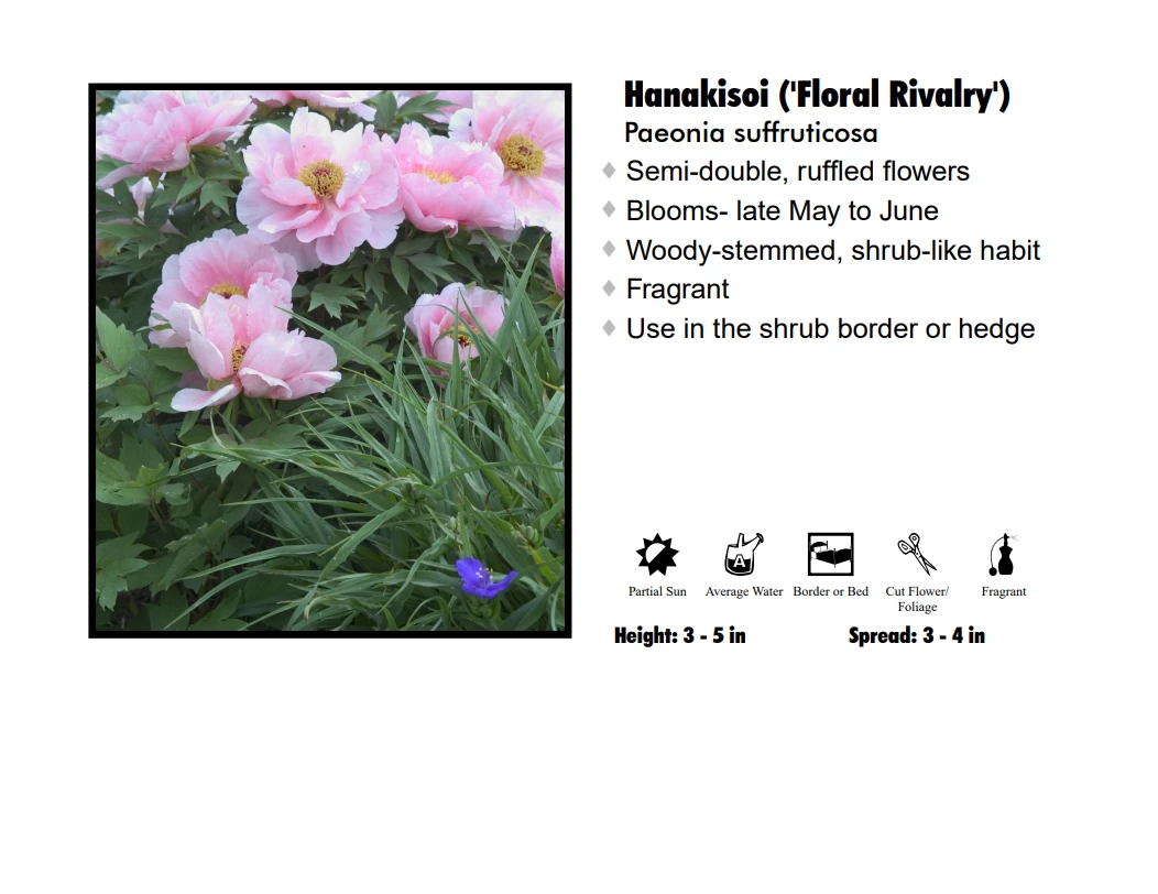 Davis Tree Farm Peony - Hanakisoi "Floral Rivalry" Perennials 3 Davis Tree Farm Peony - Hanakisoi "Floral Rivalry" Perennials