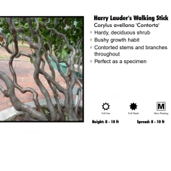 Hobby Nursery Harry Lauder's Walking Stick