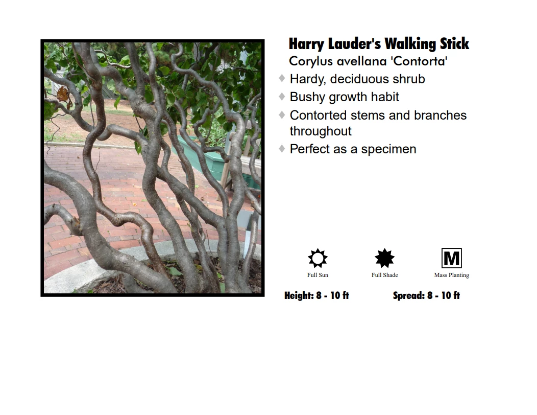 Hobby Nursery Harry Lauder's Walking Stick 3 Hobby Nursery Harry Lauder's Walking Stick