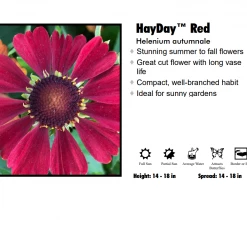 Pandy's Garden Center Perennials Helenium Autumnale - HayDay Red