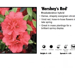 Johnson Farms Nursery Azalea - Hershey Red