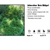 Pandy's Garden Center Nursery Arborvitae - Hetz Midget