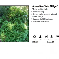 Pandy's Garden Center Nursery Arborvitae - Hetz Midget