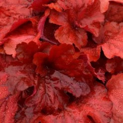 Pandy's Garden Center Perennials Heuchera Fire Alarm Coral Bells