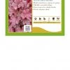 Pandy's Garden Center Perennials Heuchera Hybrid Berry Smoothie Coral Bells