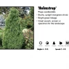 Pandy's Garden Center Arborvitae - Holmstrup Spiral Nursery 1 Pandy's Garden Center Arborvitae - Holmstrup Spiral Nursery
