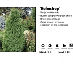 Pandy's Garden Center Arborvitae - Holmstrup Spiral Nursery