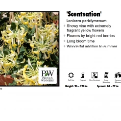 Pandy's Garden Center Honeysuckle - Scentsation
